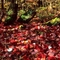 Fall at Ritchie Falls