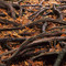 Roots