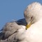 Preening