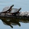 #24 Painted Turtle Grin, USA