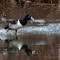 Ring-Necked Duck