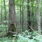 Kinghurst Forest: one of Southern Ontario's few old growth forest remnants
