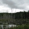 Swamp on a cold august day (Kinghurst Forest)
