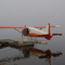 Beaver in the fog