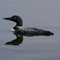 Loon in the morning fog