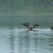 loons
