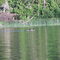 ducks swiming by