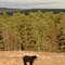 White River Ontario Dump - Black Bear
