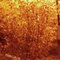 Autumn Tree with Street Light, Hannaford's