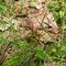 Snake & Newt on the Appalachian Trail