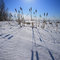 Reeds looking forward to some melting sunshine!