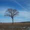 The Lonely Tree