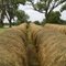 New Mown Hay