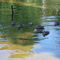 Ducks on Lake Nipissing