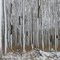 Snow Trees