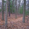 Islip County Preserve
