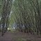 Two Creeks Forest Conservation Area