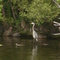 Rice Lake wildlife