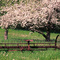 Hay rake in the old apple orchard