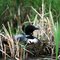 Nesting Loon Pike Bay on Wilson Lake