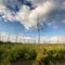 Goodwood Marsh