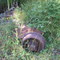Abandoned in the bush