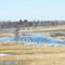 Canadian geese