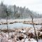 Wetland beauty