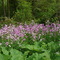 Flowers near Lake Huron
