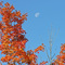Visit with Dan & Dianne 21 (Fall colours Bird Sanctuary)