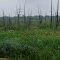 The Dead Forest
