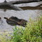 Canadian Biber (Castor canadensis)