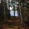 Deep Bay through the tree