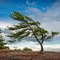 Windswept Pine Killbear Provincial Park