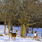 Wildlife along Bidwell Road, Manitoulin Island
