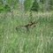 Moose, Manitoulin Island