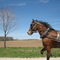 Caballo de carrueje menonita