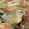 Female Crossbill with Spruce Cones