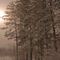 snowy evening in the woods