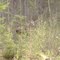 Curious cow moose near Elk Lake