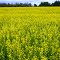 Canola field east of Elk Lake