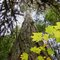 Douglas Fir on the Middle Fork Willamette