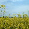 Canola fields in spring