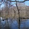 Minesing Swamp Forest in Spring