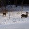 Whitetail Deer