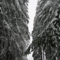 Snowy Day in Surrey