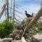 Cormorants chicks on Nottawasaga Island