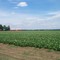 Alliston - potatoe fields in July