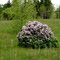 Spring Colour in Earl Rowe Provincial Park, Ontario