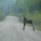 Moose on Highway 129